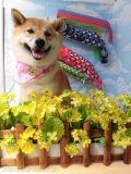 Dogsalon Ease(ɥå󥤡)