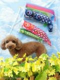 Dogsalon Ease(ɥå󥤡)