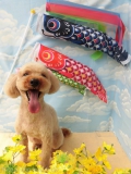 Dogsalon Ease(ɥå󥤡)