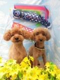 Dogsalon Ease(ɥå󥤡)