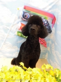 Dogsalon Ease(ɥå󥤡)
