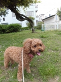 Dogsalon Ease(ɥå󥤡)