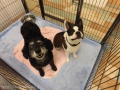 Dogsalon Ease(ɥå󥤡)