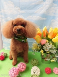 Dogsalon Ease(ɥå󥤡)