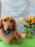 Dogsalon Ease(ɥå󥤡)