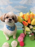 Dogsalon Ease(ɥå󥤡)