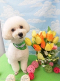 Dogsalon Ease(ɥå󥤡)
