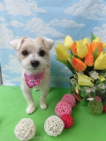 Dogsalon Ease(ɥå󥤡)