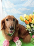 Dogsalon Ease(ɥå󥤡)