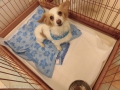 Dogsalon Ease(ɥå󥤡)