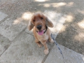 Dogsalon Ease(ɥå󥤡)