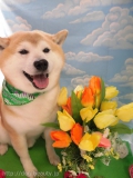 Dogsalon Ease(ɥå󥤡)