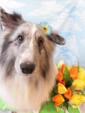 Dogsalon Ease(ɥå󥤡)