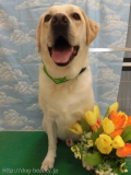 Dogsalon Ease(ɥå󥤡)