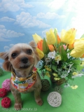 Dogsalon Ease(ɥå󥤡)