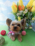 Dogsalon Ease(ɥå󥤡)