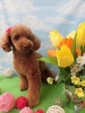 Dogsalon Ease(ɥå󥤡)