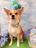 Dogsalon Ease(ɥå󥤡)