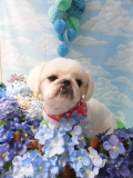 Dogsalon Ease(ɥå󥤡)