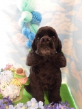Dogsalon Ease(ɥå󥤡)