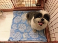 Dogsalon Ease(ɥå󥤡)