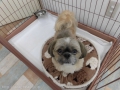 Dogsalon Ease(ɥå󥤡)