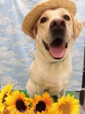 Dogsalon Ease(ɥå󥤡)