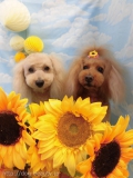 Dogsalon Ease(ɥå󥤡)