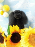 Dogsalon Ease(ɥå󥤡)