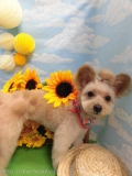 Dogsalon Ease(ɥå󥤡)