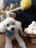 Dogsalon Ease(ɥå󥤡)