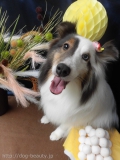 Dogsalon Ease(ɥå󥤡)