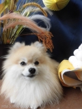 Dogsalon Ease(ɥå󥤡)