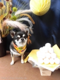 Dogsalon Ease(ɥå󥤡)