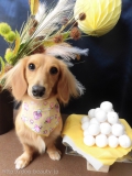 Dogsalon Ease(ɥå󥤡)
