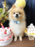 Dogsalon Ease(ɥå󥤡)