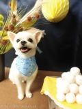 Dogsalon Ease(ɥå󥤡)