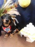 Dogsalon Ease(ɥå󥤡)