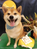 Dogsalon Ease(ɥå󥤡)
