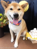 Dogsalon Ease(ɥå󥤡)