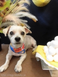 Dogsalon Ease(ɥå󥤡)