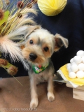 Dogsalon Ease(ɥå󥤡)