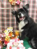 Dogsalon Ease(ɥå󥤡)