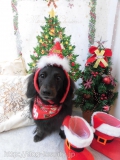 Dogsalon Ease(ɥå󥤡)
