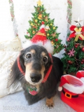 Dogsalon Ease(ɥå󥤡)