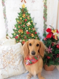 Dogsalon Ease(ɥå󥤡)