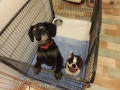Dogsalon Ease(ɥå󥤡)