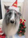 Dogsalon Ease(ɥå󥤡)