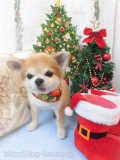 Dogsalon Ease(ɥå󥤡)