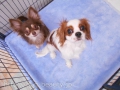 Dogsalon Ease(ɥå󥤡)